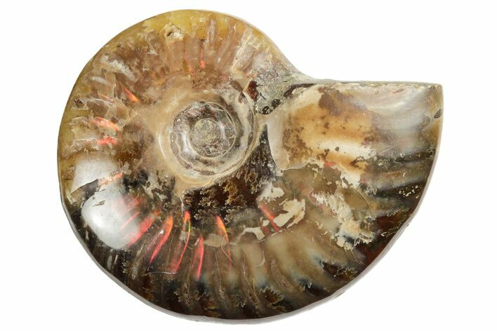 Red Flash Ammonite Fossil - Madagascar #187330